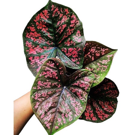 Keladi Green Seven Luck Keladi Hias Caladium Tanaman Hias Keladi Tanaman Keladi Hidup Tanaman Hias M