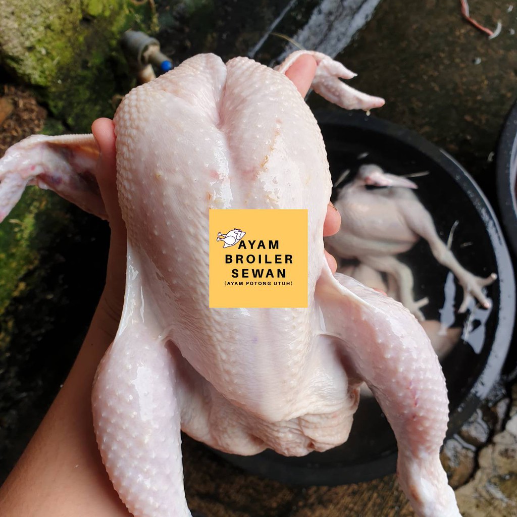 

Ayam Potong Broiler FRESH 1,6 - 1,7 Kg (Timbangan Ayam Hidup)