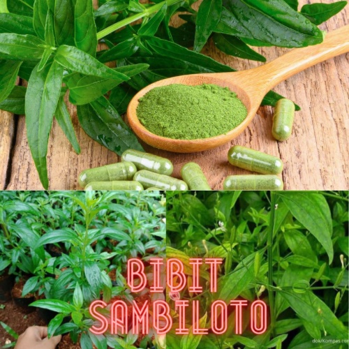 Tanaman Sambiloto || Bibit Tanaman Sambiloto