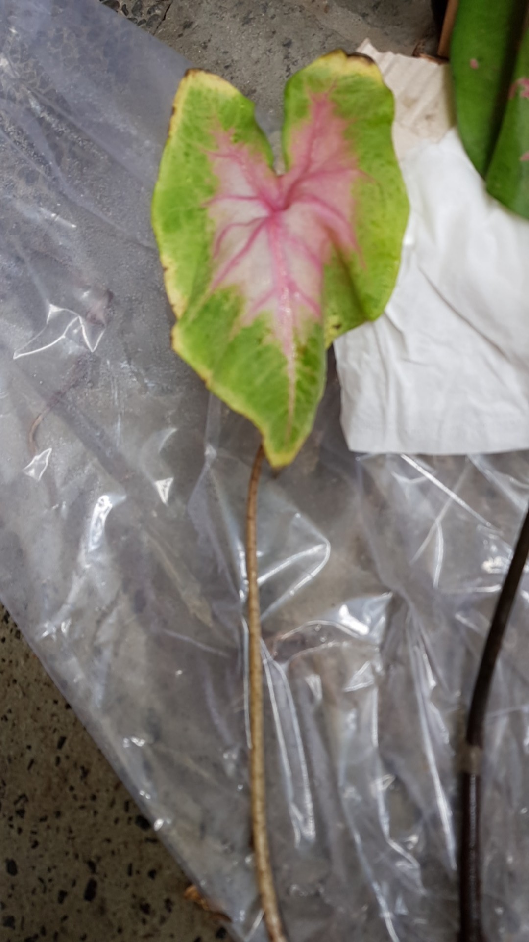 Tanaman Hias Pink Love Tanamn Hias Cantik