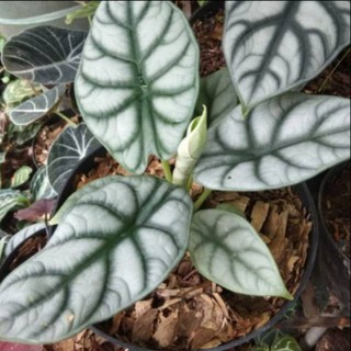 Tanaman Hias Keladi Tengkorak Silver Alokasia Silver Alocasia Shopee Indonesia