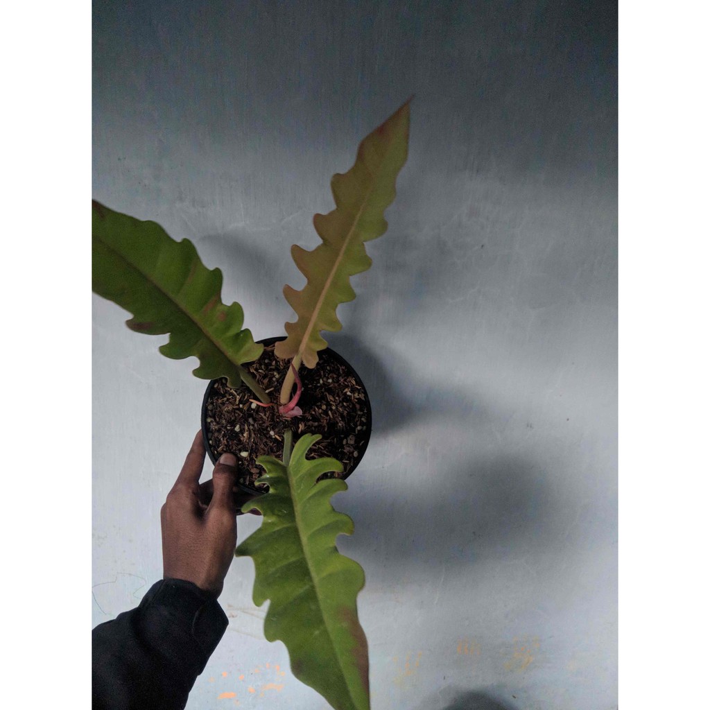 PHILODENDRON RING OF FIRE