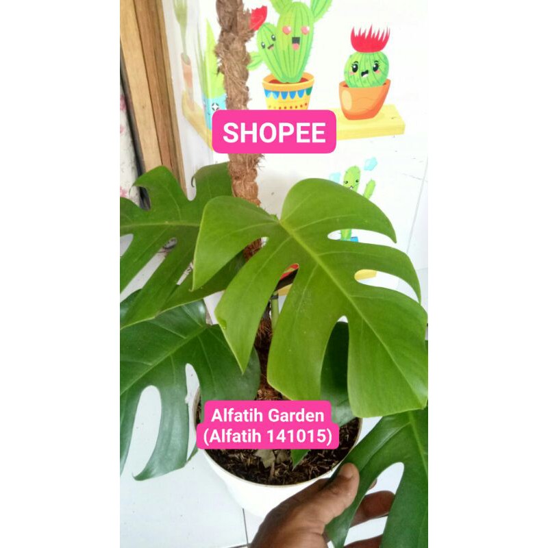 PROMO // Tanaman hias monstera king-Tanaman hias-Monstera king-Monstera King-Monstera King PROMO