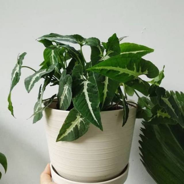 Tanaman Hias Keladi Tikus - Tanaman Hias - Keladi Tikus