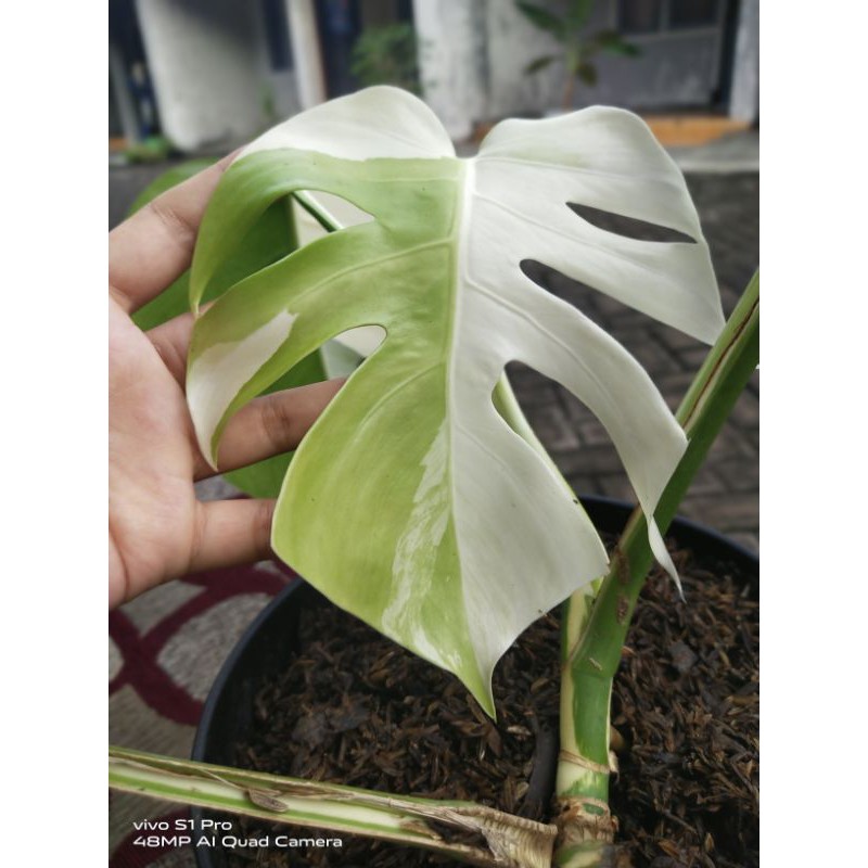 Monstera Varigata albo