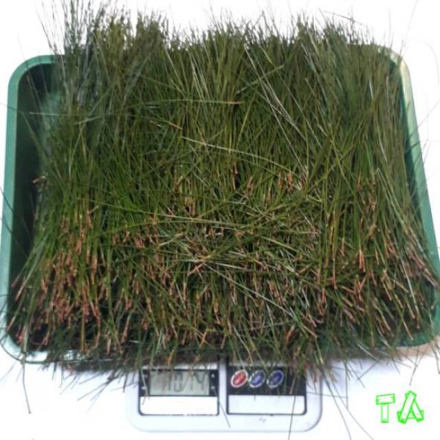 

Daun pinus segar baru petik