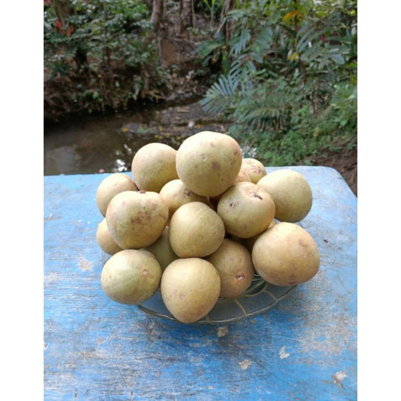 

Sawo Madu 1Kg 10.000