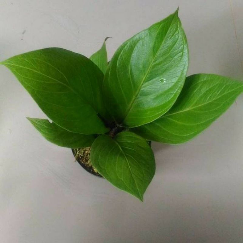 ANTHURIUM COBRA CATALOG/BIBIT ANTHURIUM JEMANI COBRA