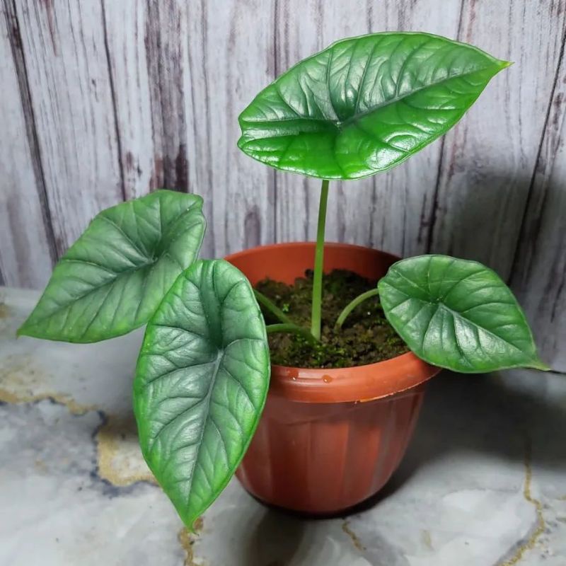 alocasia bisma