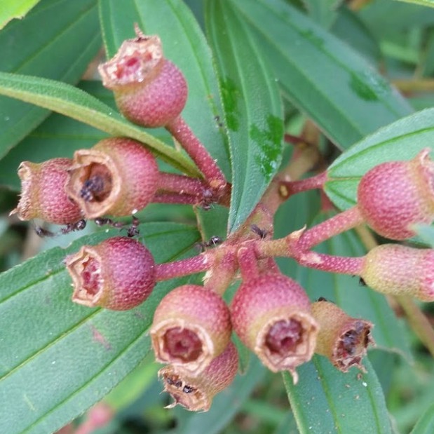 

[PROMO] Buah Senggani atau Senduduk Segar Per 100gram