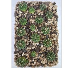 [Free Gift] Pertray LB2178 x Vos Hybrid | Lb hybrid | Vos Hybrid