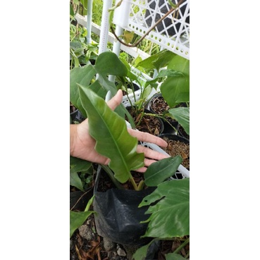 Philo Gergaji green saw