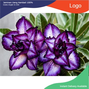 bibit bunga kamboja jepang bunga tumpuk adenium kembang Ungu;'/ adenium cabang seribu tinggi Tanaman