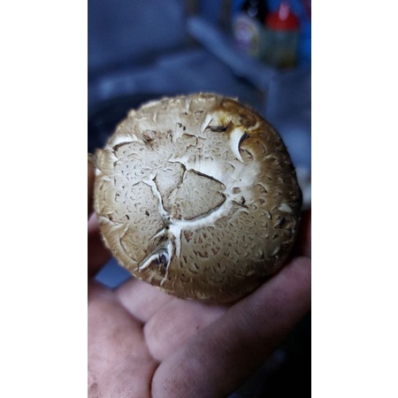 

SHITAKE MUAHROOM