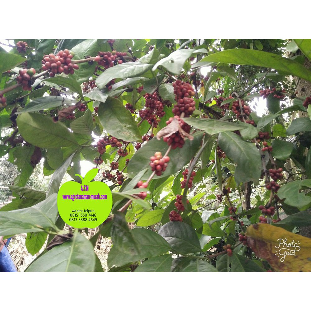 

BIJI KOPI ROBUSTA KWALITAS SUPER SIAP DI SEMAIKAN Terbaik