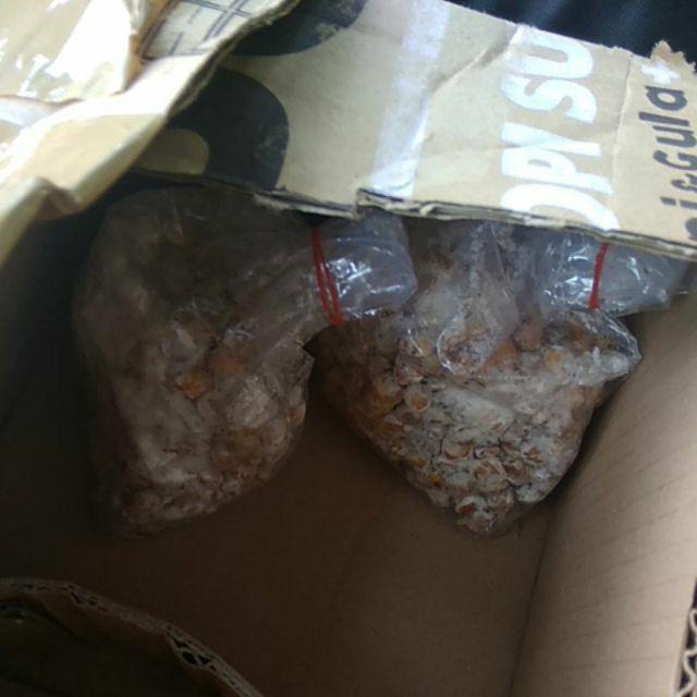 Bibit F2 Jamur Tiram Florida Terlaris