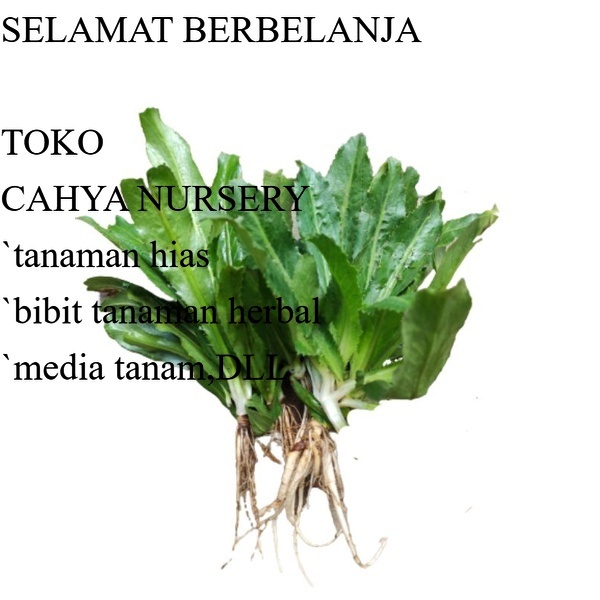 

PROMO Daun walang sangit atau walang cina segar 100gram organik dan siap petik