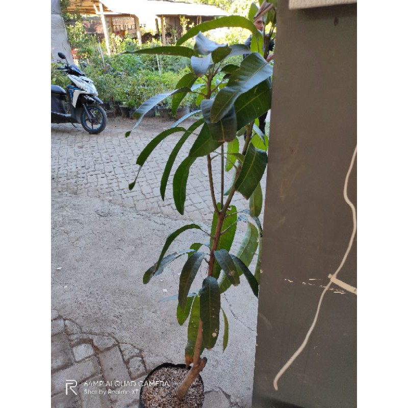 bibit mangga kiojay super jumbo 1 meter up