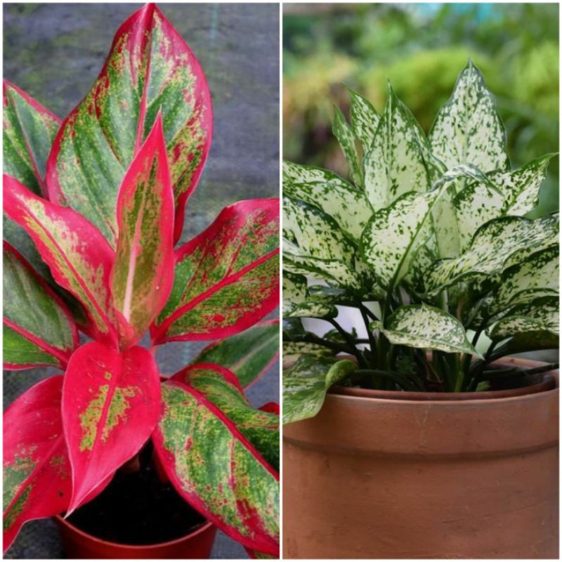 paket aglonema - paket murah aglonema