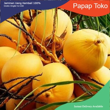 

Promo jual buah kelapa gading kuning muda segar