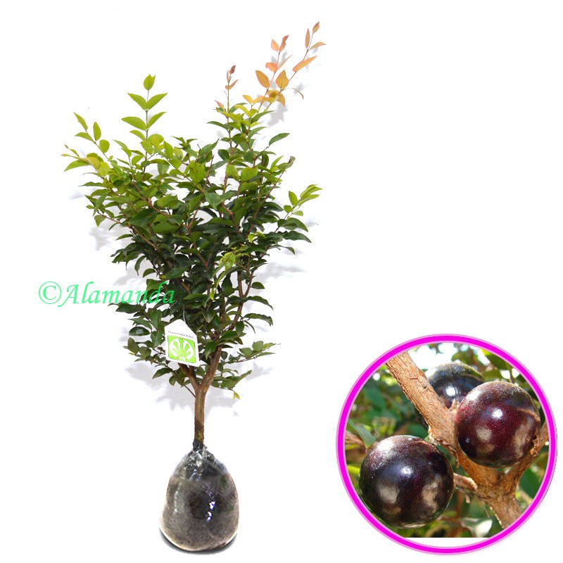 Tanaman Buah Anggur Pohon ( JABOTICABA )