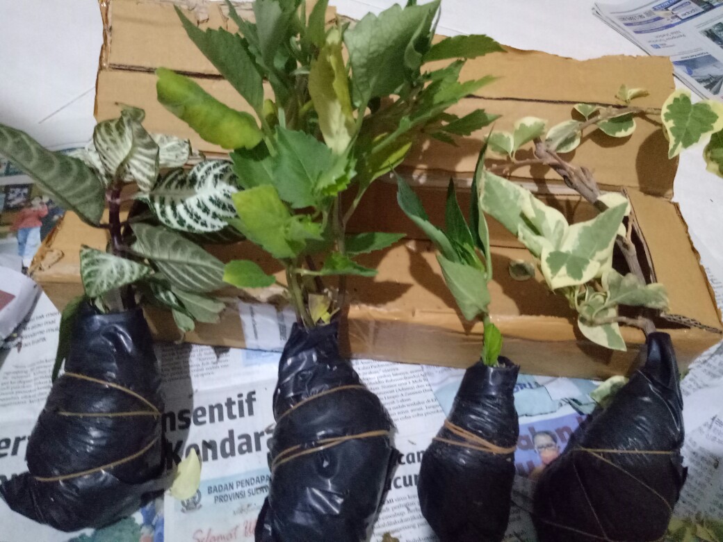 Aphelandra Squarrosa I Daun Zebra