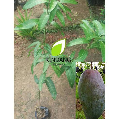 Mud4H Bibit Buah Mangga Kiojay Thailand I Mangga Kio Jay Thailand Terkini T3N4R