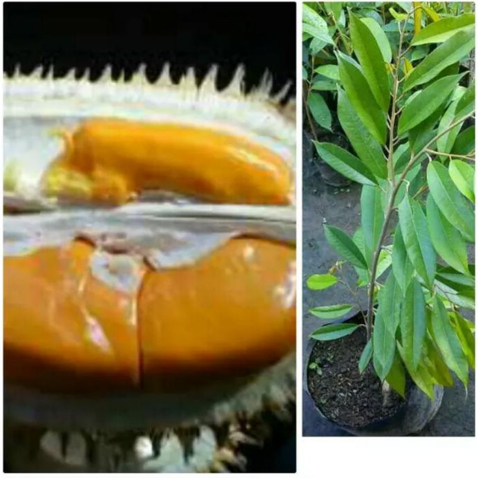 Bibit Durian Tembaga