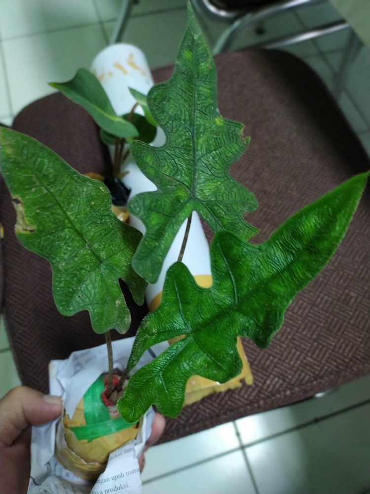 Alocasia Jacklin Sp Sulawesi Utara (2 Daun) Anakan Jacklin/jacklyn