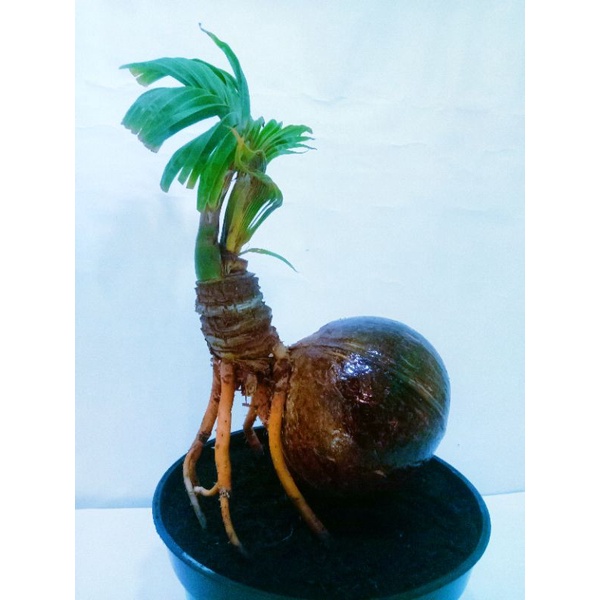 Bonsai kelapa ijo kerdil (sudah jadi )