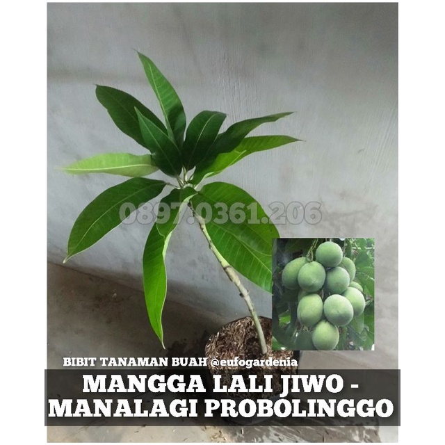 BIBIT TANAMAN BUAH MANGGA LALI JIWO - MANALAGI PROBOLINGGO