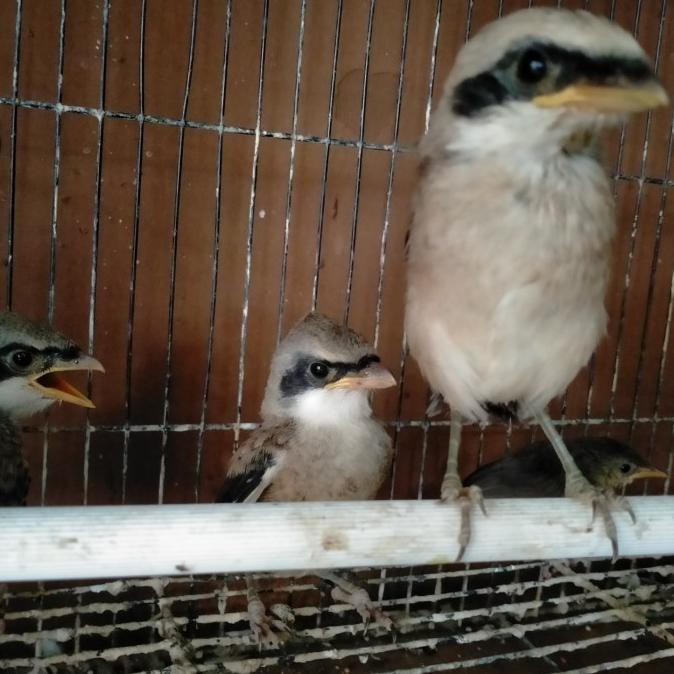 Harga Cendet Jawa Timur Terbaru Juli 2021 Biggo Indonesia