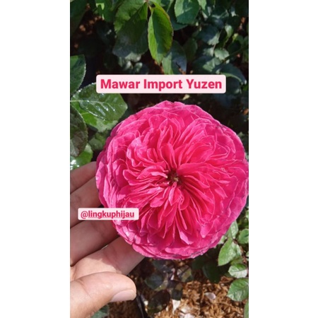 Mawar Import Yuzen (Pusat Tanaman Mawar Cihideung Bandung)