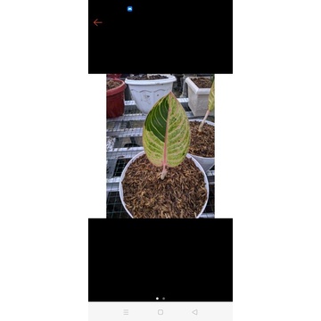 aglonema romantic love anakan baby