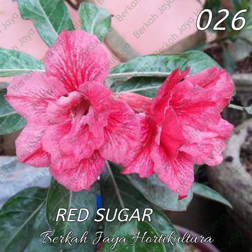 Bibit Adenium / Kamboja Jepang Tumpuk Nomor 19-27-26. Red Sugar