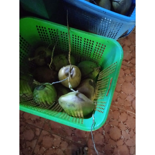 

Buah kelapa Kopyor Genjah Isi Tebal Asli Pati