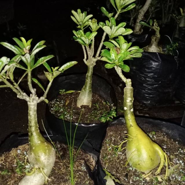 BUNGA ADENIUM TRIPLE SIZE B