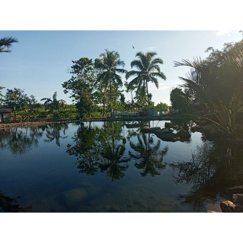 STEK CANGKOK SANCANG