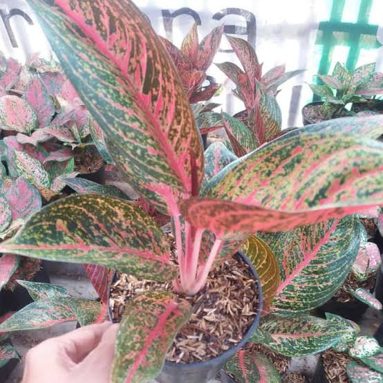 Tanaman Aglonema Tiara - Pohon Aglonema