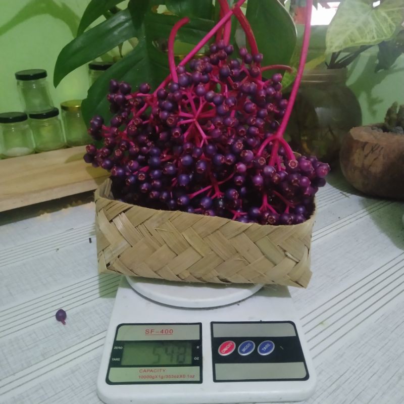 

Buah Parijoto Penyubur Kandungan Fresh Super Murah