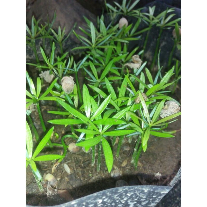 Bibit Lohansung pucuk merah