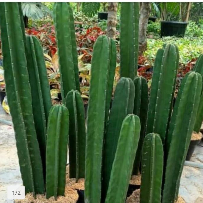 Kaktus Koboi Tinggi 1 Meter + Pot | Paket Murah 3 Kaktus Koboi