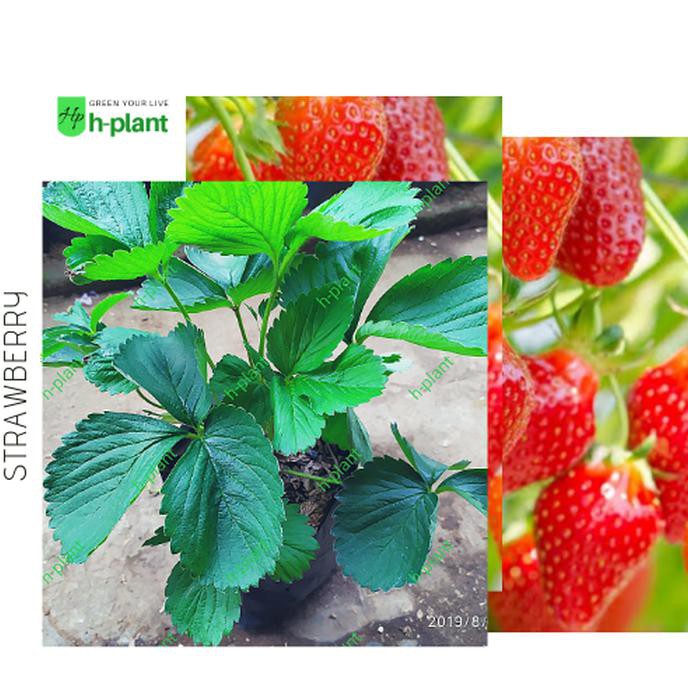 Hot Promo Bibit Strawberry Australia-Strawberry Jumbo