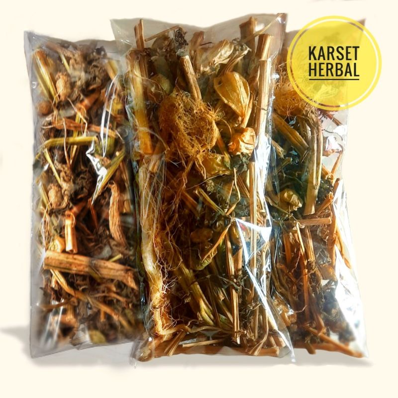 

Ciplukan kering kualitas terbaik | Daun batang akar Cecendet kering herbal diabetes reumatik