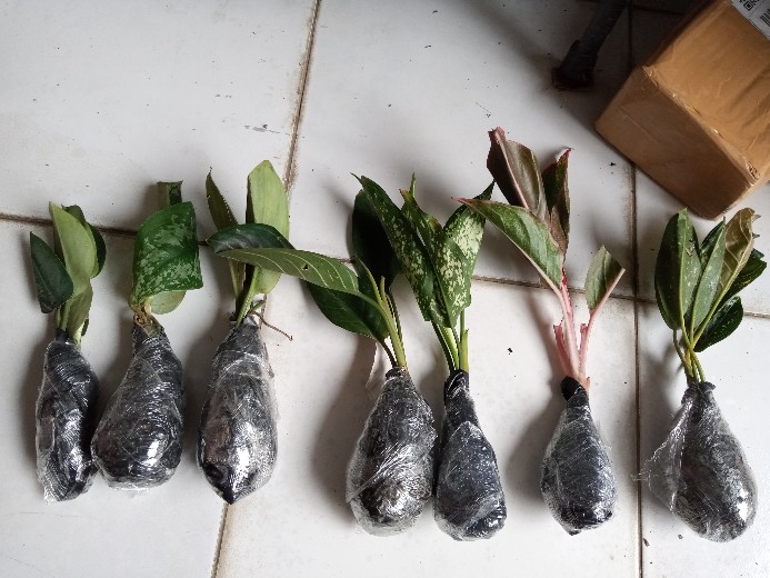 Tanaman Hias Srigading Susu