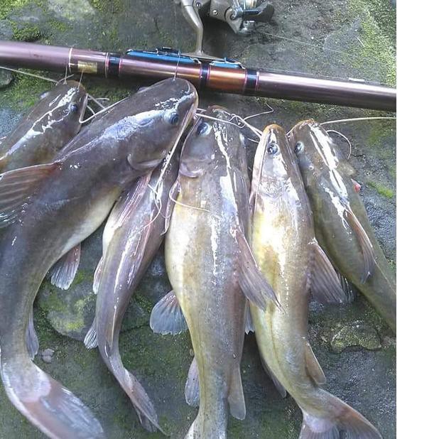 Harga Termurah Umpan Kucur Super Khusus Ikan Baung 200gram Modis Shopee Indonesia