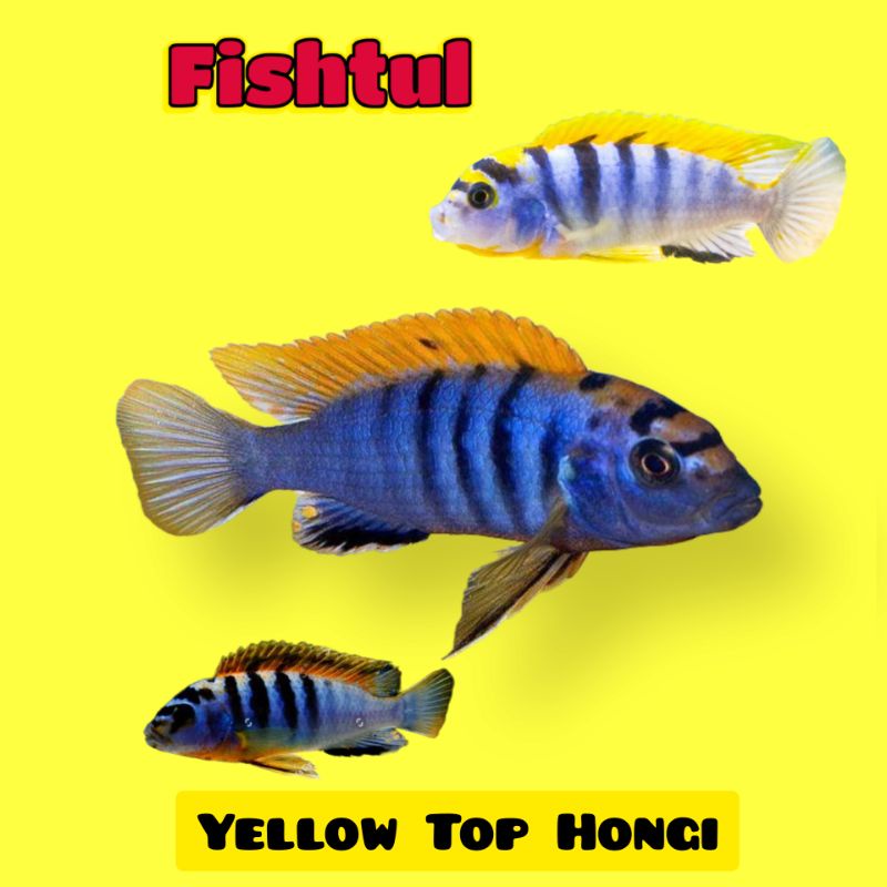 Cichlid Yellow Top Hongi