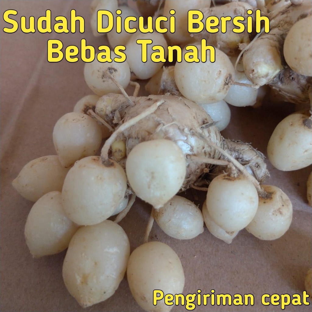 

Kunyit Putih Segar 1 KG Asli | SUDAH BERSIH | Kunir Putih | Temu Putih Obat Asam Lambung Bisa COD