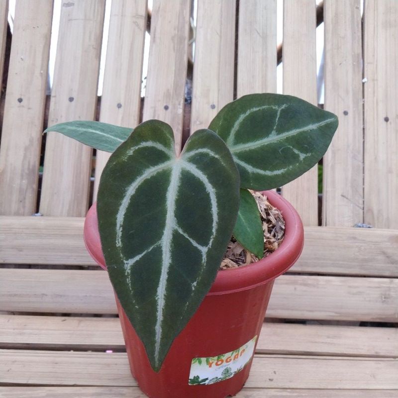 anthurium desleri x papilaminum