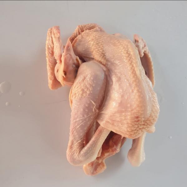 

Ayam Kampung (500-600 gram/ekor)